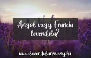 angol vagy francia levendula