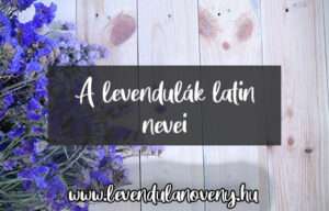 levendula latin neve